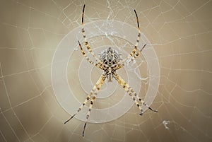 Spider in its web waiting for hunting, great detail of his mouth and paws