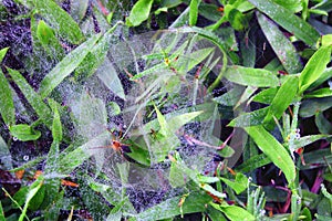 Spider and its webs with water drops on green grass in early morning