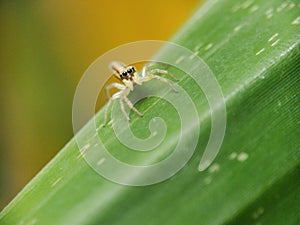 Spider jumping above green leaves baclground