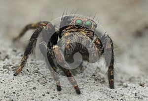 Spider Jumping stay on rock