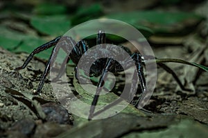 Spider in the jungles of Thailand