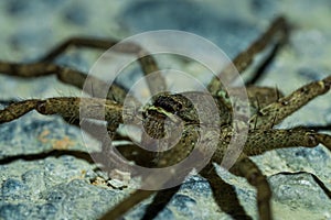 Spider in the jungles of Thailand