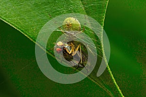 Spider with kill , Aarey Milk Colony ,INDIA