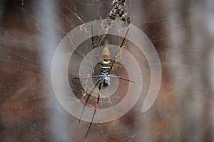 Spider, Kirindy forest, Morondava, Menabe Region, Madagascar