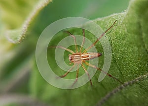 A spider known as Oxyopes salticus on the eggplant leaf