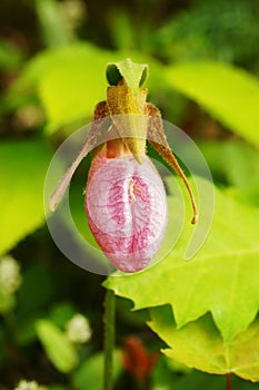 Spider in Ladyslipper Flower