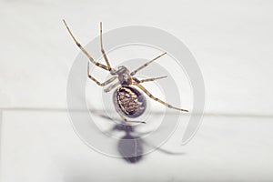 Spider with large fat body and shadow from it.