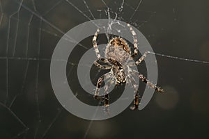 Spider