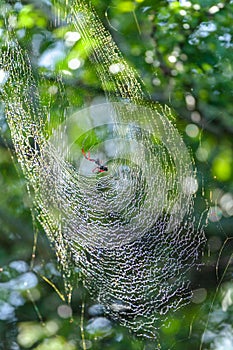 Spider Large Web Prey Wildlife