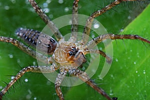 Spider On A Leaf