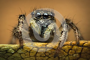 High magnification of a jumping spider standing on a leaf