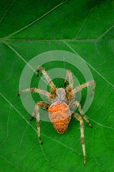 Spider on a leaf photo