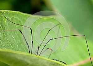 Spider on Leaf