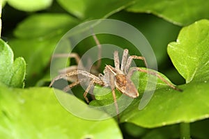 Spider on leaf