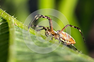 Spider on leaf