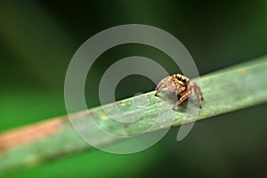 Spider in the leaf, coloured background