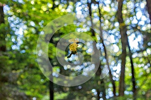 Spider-leaf fallen leaves. woods scene of a spiderweb on a fall morning holding dew and a yellow and brown leaf