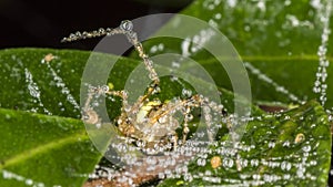 Spider on leaf with raindrops