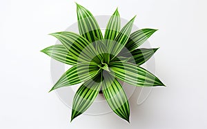 Spider Leaf Set on a White Background -Generative Ai