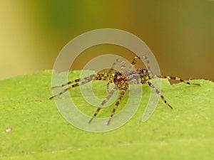 Spider on Leaf