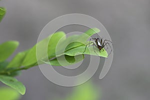 Spider on a leaf