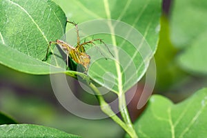 Spider on leaves. Many legged and barbed insect animals