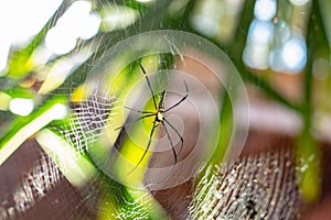 The spider on the leaves and spider webs in the garden