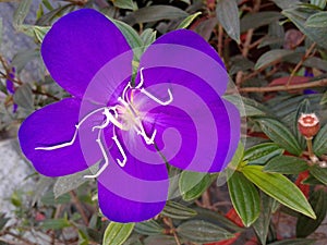 Spider legs flower with its little bud or buddy