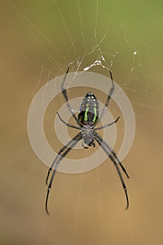 Spider, Leucauge sp, Tetragnathidae, Jampue hills, Tripura