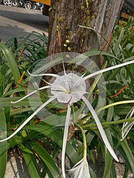 Spider lilies or in Latin it is called Hymenocallis littoralis is a native plant from the coast of Latin America