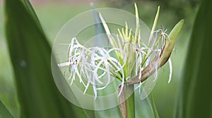 Spider lilies Scientific name: Hymenocallis