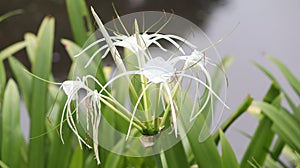 Spider lilies Scientific name: Hymenocallis with blur background