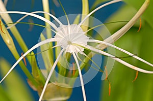 Spider Lily