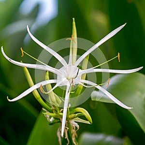 Spider lily Crinum asiaticum