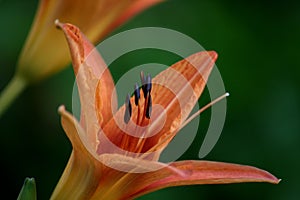 Day Lily flower