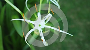 Spider Lily Flower Head White High Definition Footage