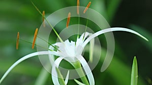 Spider Lily Flower Head White High Definition Footage