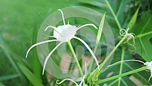 Spider Lily Flower Head White High Definition Footage