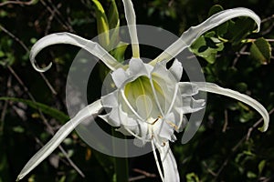 `Spider Lily` flower - Hymenocallis Longipetala