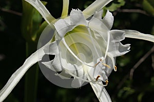 `Spider Lily` flower - Hymenocallis Longipetala