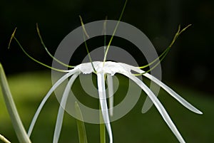 Spider lily flowers white color