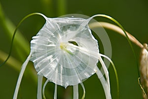 Spider lily flowers white color