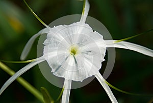 Spider lily flowers white color