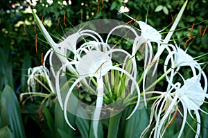 Spider lily and green leaves