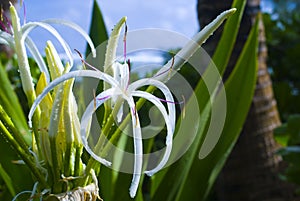 Spider Lily in Hawaii