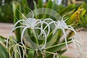 Spider Lily, Hymenocallis Caribaea. White caribbean spider-lily.