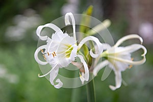 Spider Lily, Hymenocallis festalis, white flowers