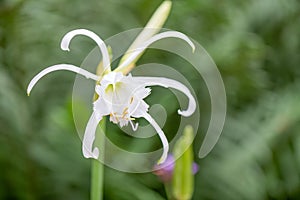 Spider Lily, Hymenocallis festalis, white flowers