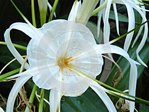 Spider lily or Hymenocallis littoralis