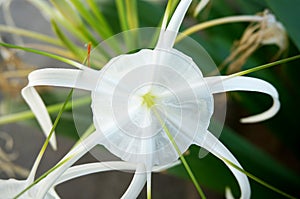 Spider lily and its leaves